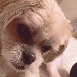 Meet your Posher, Monica